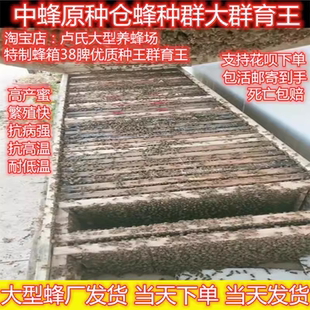 广西新开产中蜂伏牛王种土王高产蜜蜂双色土蜂阿坝王交尾包活包产