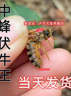 新开产中蜂蜂王伏牛高产蜜蜂伏牛广西产卵王双色土蜂阿坝王红背王