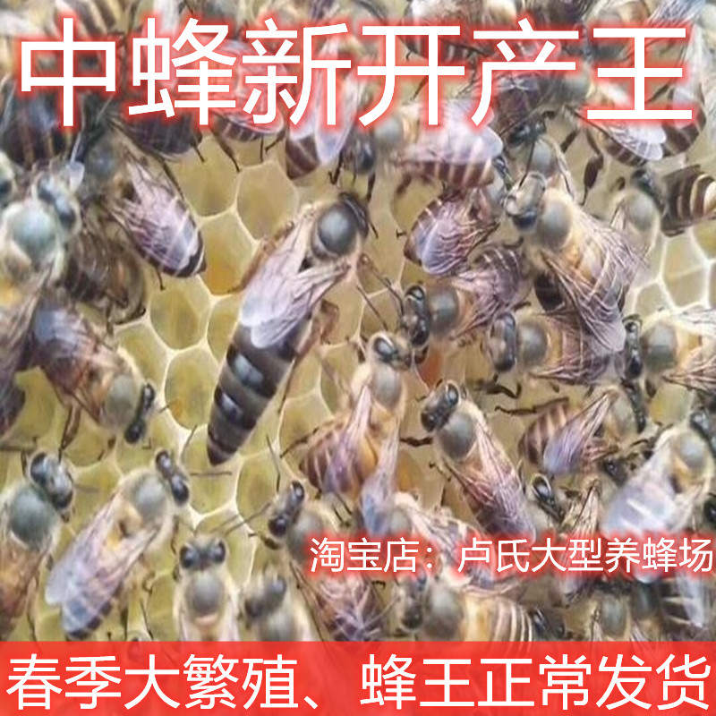 广西春季新开产王开始出售了