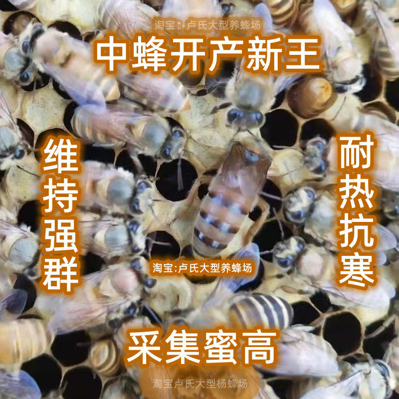 广西蜂王种王开产黄金蜂王红背双色仓蜜土蜂开产蜂王阿坝王产卵王