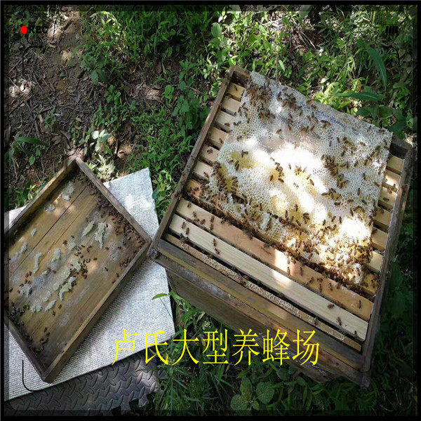 Dual eleven Special Offer Swarm queen bee beehive honey Swarm Bee species living thingin the Pet/Pet food and supplies , Other pets , Other pets  category - from Buy2taobao.com to provide professional Taobao agent buy service