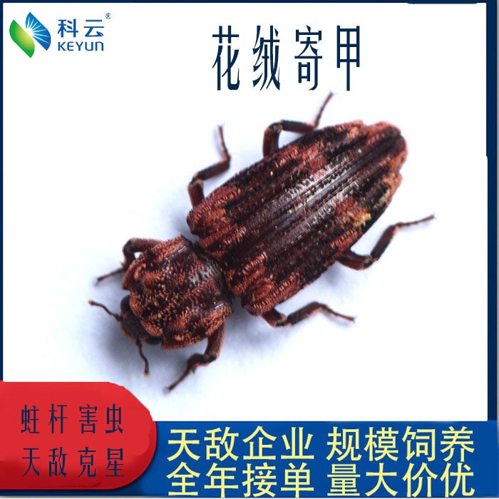 花绒寄甲蛀杆害虫科云防治天牛卵卡图片