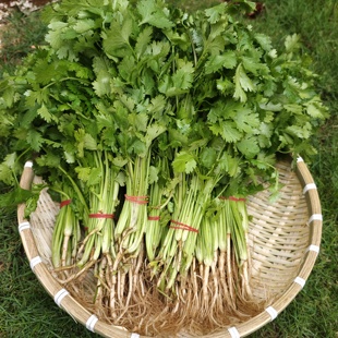新鲜香菜新鲜趴地香菜农村种植土香菜矮脚香菜芫荽火锅配菜香菜4