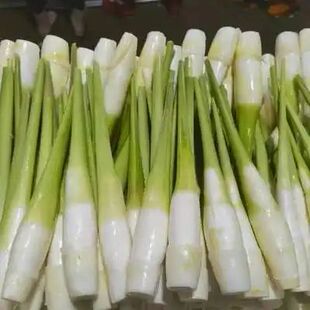 W新鲜茭白现摘现发茭白新鲜蔬菜茭白主4