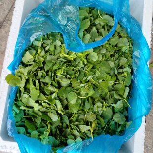 W秋新鲜草头秧草三叶菜农草头扬中秧草苜金花菜本地现摘