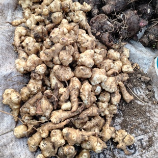 新鲜洋姜野生鬼子姜不辣菊芋现挖农家蔬菜酱腌泡番菜种子姜胰岛果