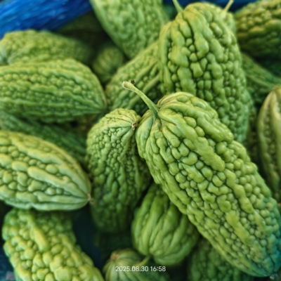 新鲜苦瓜农家自种蔬菜
