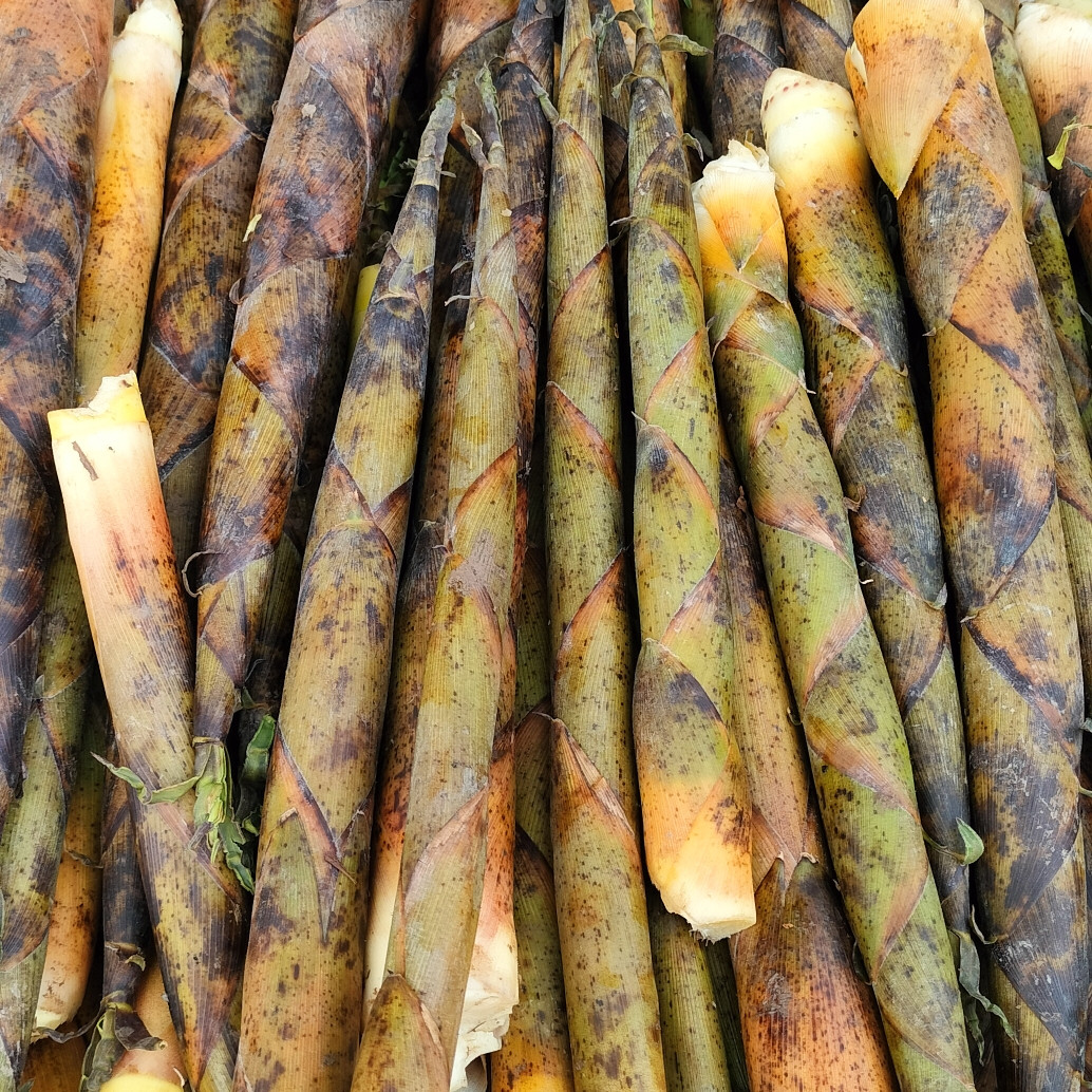 新鲜竹笋现挖现发新鲜山笋春笋当天现挖农家自然笋当季野生春笋