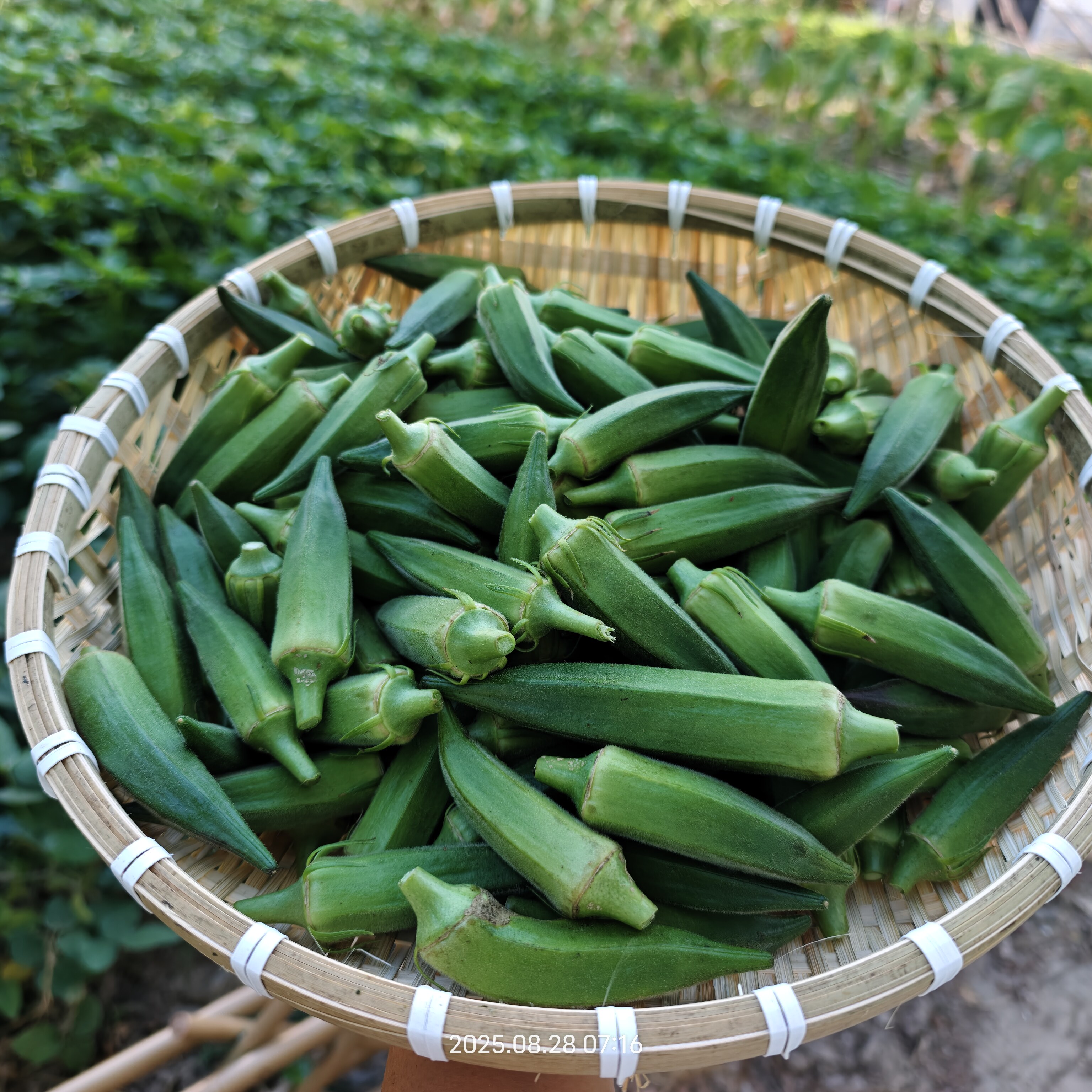 崇明岛新鲜秋葵现引新鲜秋葵应当秋葵