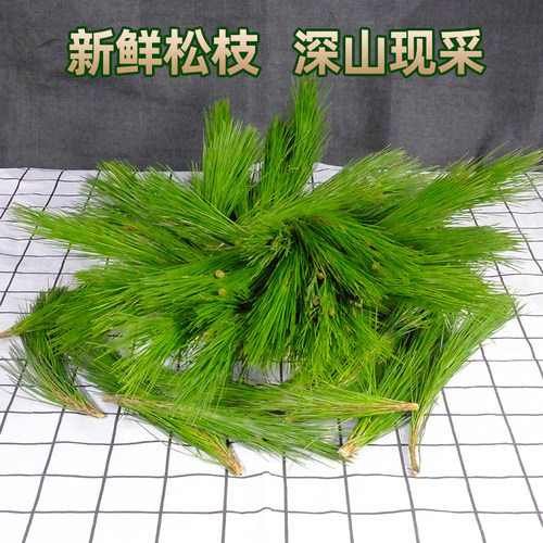 新鲜松树枝新鲜水培家居瓶插花