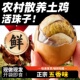 新鲜13天活珠子鸡胚蛋土鸡半喜蛋钢化蛋毛鸡蛋即食五香香辣味商用