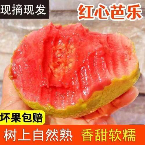 红心芭乐5斤装【送酸梅粉5包】自家果园直销整箱包邮发货坏果包赔