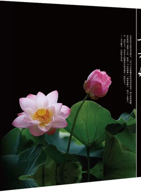 正版包邮  如荷知之(精) 摄影艺术 车双良 徐霞 浙江大学出版社    摄影为阐释荷文化和构建“精神荷塘”提供了一种技术与艺术途径