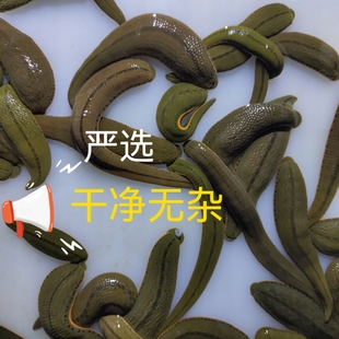 医用菲牛蛭 清淤通络血栓理疗健康 医用吸血金边蚂蝗 水蛭活体