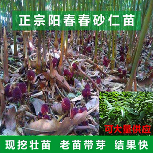 春砂仁苗 春砂仁种苗 正宗阳春蟠龙出产 山地种植 广东阳春特产