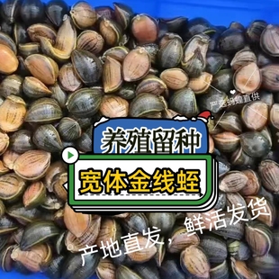 鲜活水蛭种苗养殖活体蚂蝗宽体金线蛭金边蚂蟥 包活 包邮
