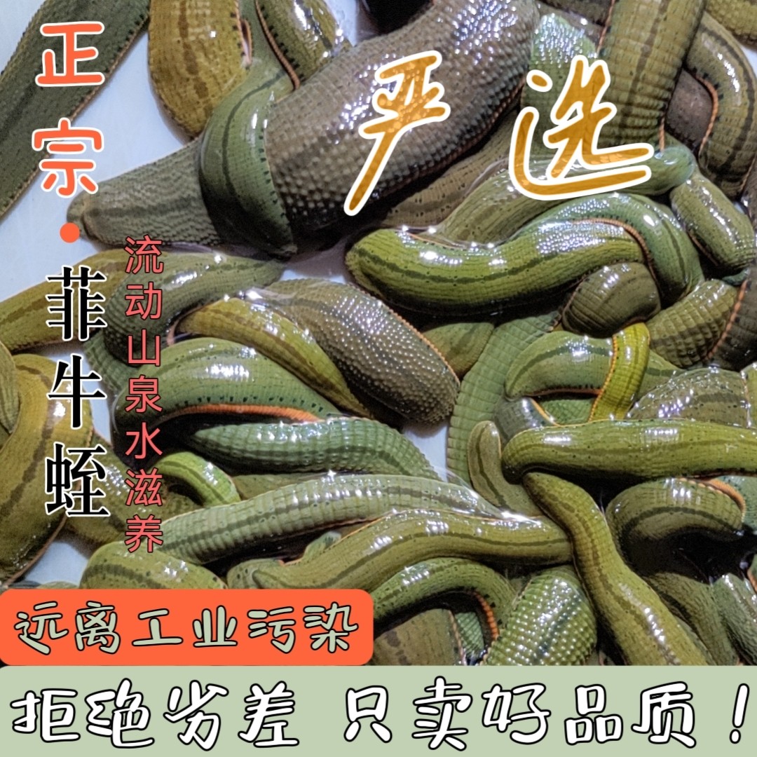 金边蚂蝗吸血菲牛蛭水蛭苗水蛭活体水蛭清淤通络血栓理疗健康包活