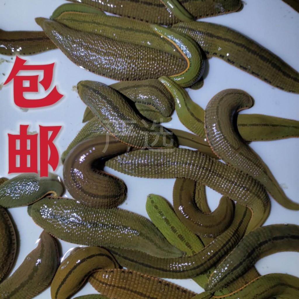 金边蚂蝗菲牛蛭水蛭苗水蛭活体吸血水蛭清淤通络血栓理疗健康包活