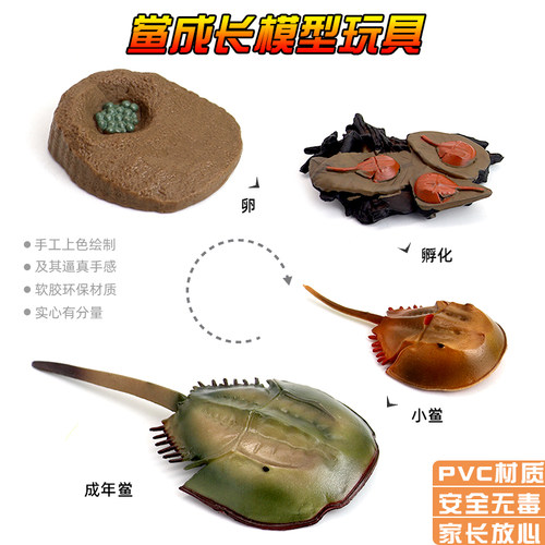 远古史前生物塑胶马蹄蟹鲎模型