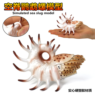 仿真远古海洋史前生物空脊鹦鹉螺三叶虫菊石模型鲎玩具塑胶科教