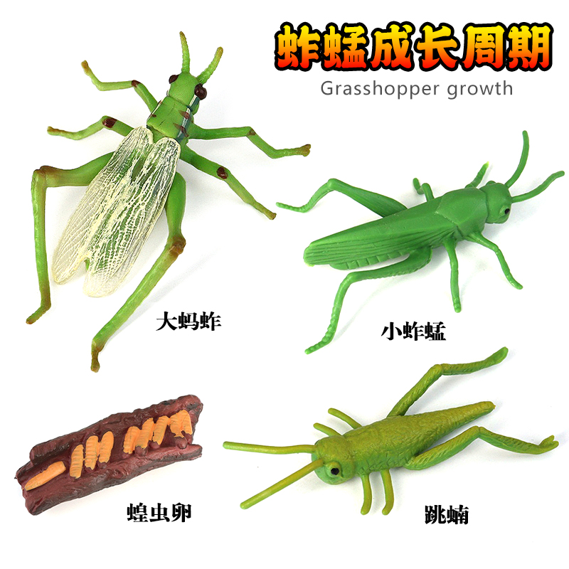 昆虫模型塑胶蚂蚱益智认知蝗虫