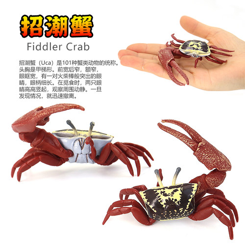 仿真面包招潮蟹螃蟹模型塑胶