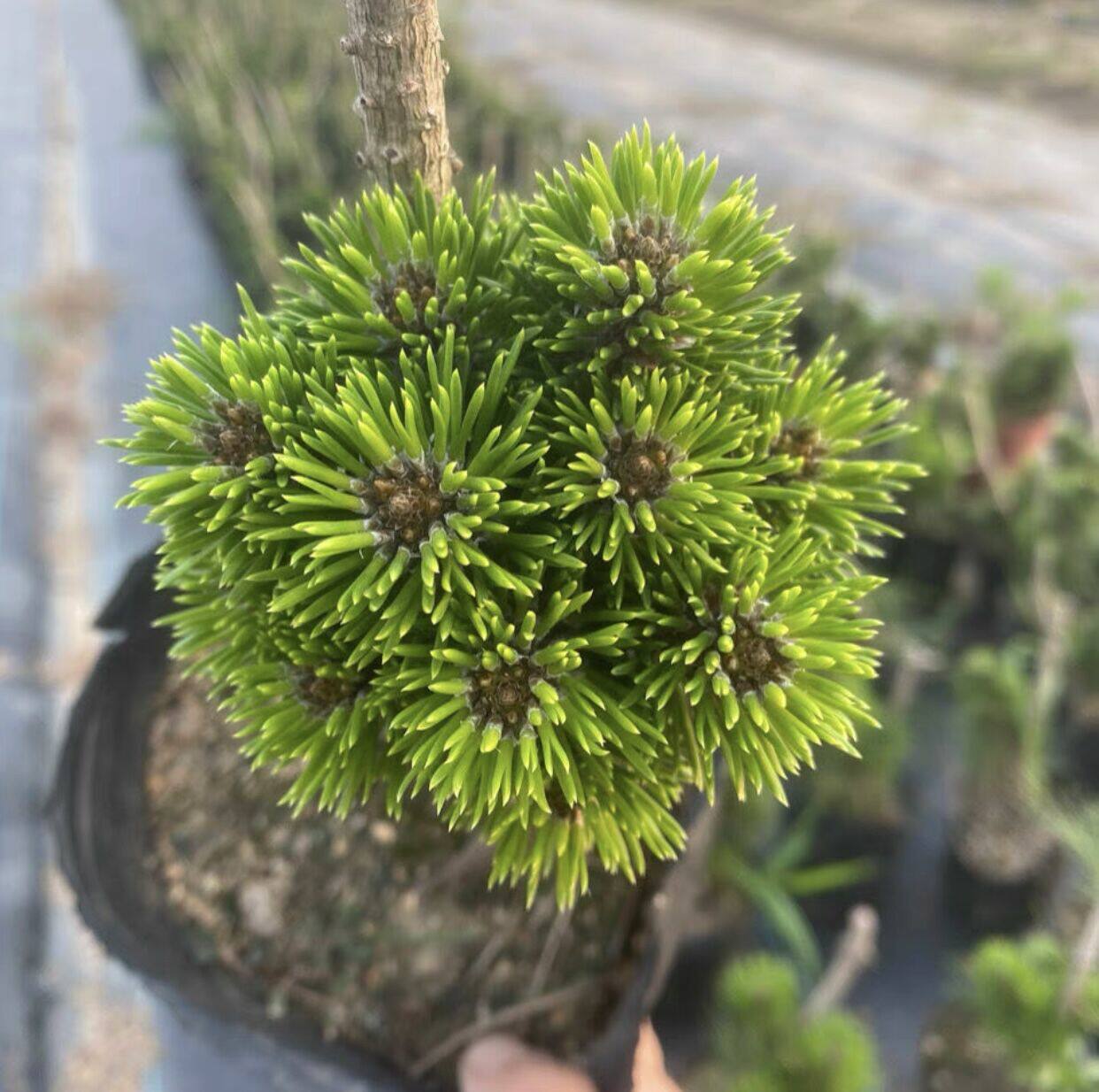 日本千寿丸黑松嫁接非寸稍旭龙大阪松五针松绿植盆景盆栽