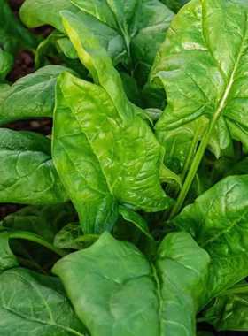 大叶菠菜种子秋波菜种孑农家大田蔬菜籽耐热夏四季家庭盆栽小青菜