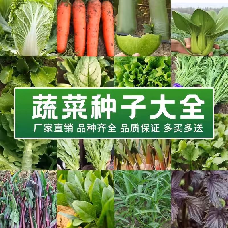 四季蔬菜种子阳台盆栽各种菜种籽白菜萝卜空心菜苦瓜丝瓜西瓜快菜 鲜花速递/花卉仿真/绿植园艺 家庭园艺种子 原图主图