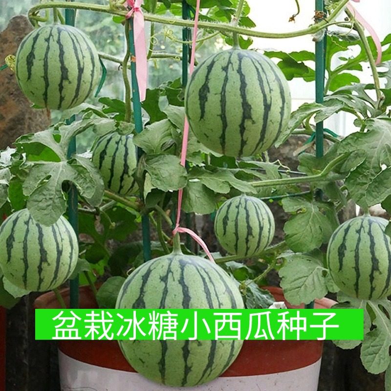 盆栽冰糖小西瓜种子高产早熟黄瓤红瓤皮薄超甜四季甜度高西瓜种籽,农用物资,水果种子/种苗,淘宝优惠券,粉丝福利购,淘宝优惠卷