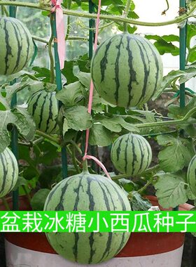 盆栽冰糖小西瓜种子高产早熟红瓤