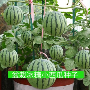盆栽冰糖小西瓜种子高产早熟黄瓤红瓤皮薄超甜四季甜度高西瓜种籽