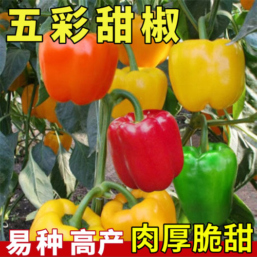 五彩甜椒种子四季阳台庭院盆栽