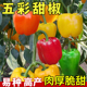 阳台庭院盆栽蔬菜种籽 五彩甜椒种子大果高产不辣水果辣椒春秋四季