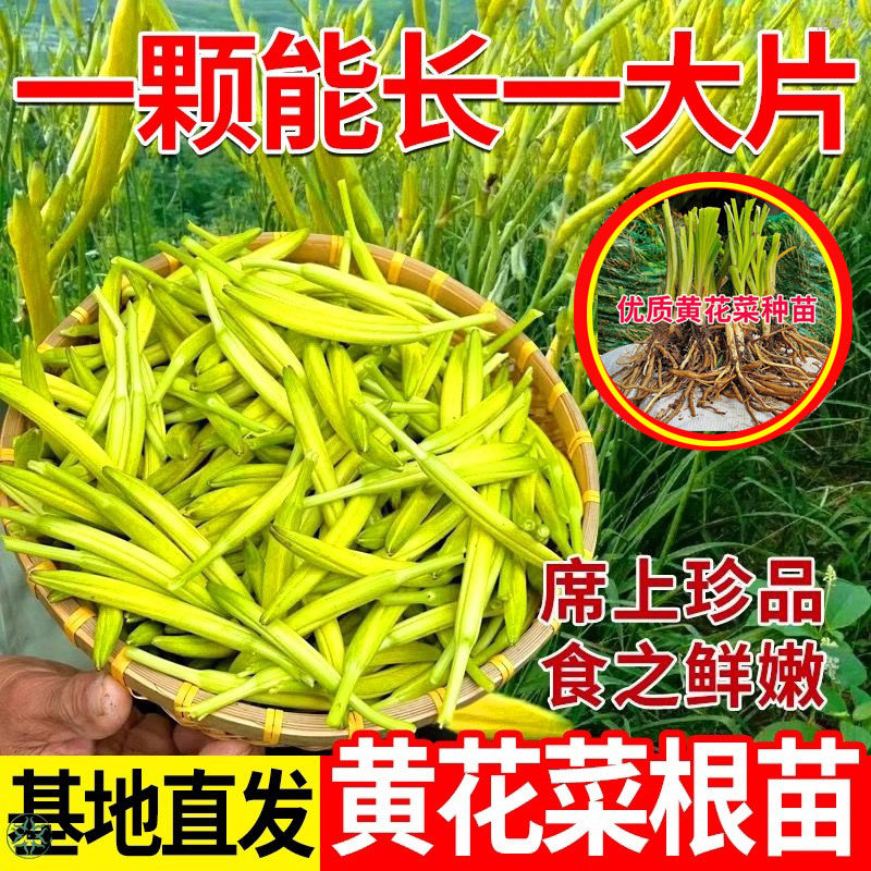 特级食用黄花菜根苗庭院四季种子图片