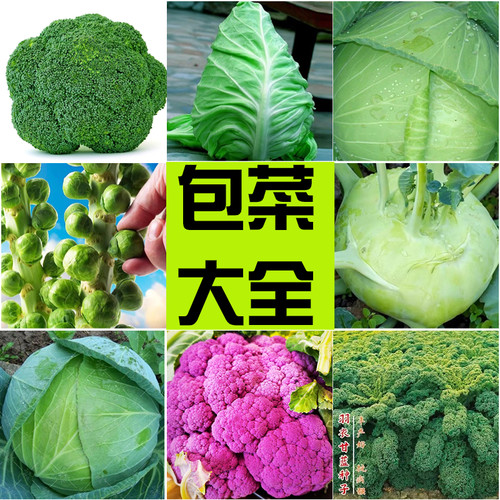 包菜甘蓝种子大全秋种庭院盆栽