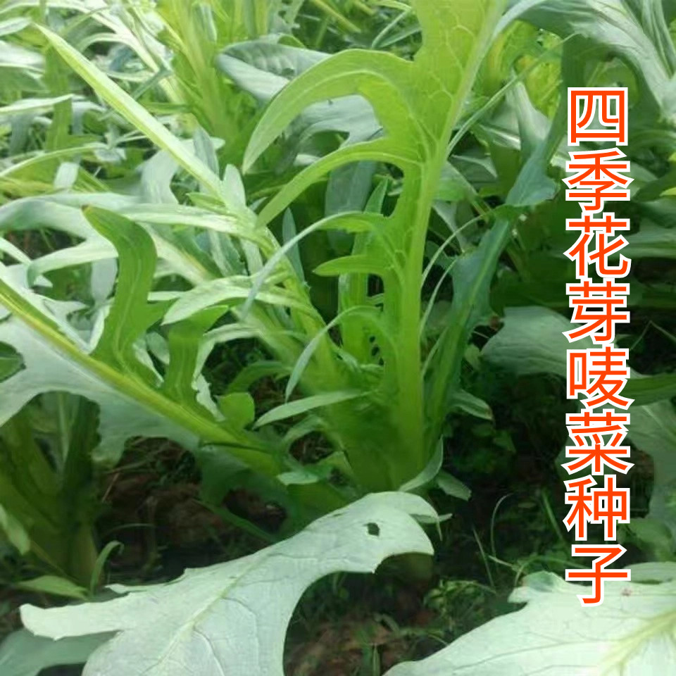 花芽甜麦菜种子花叶苦唛菜种籽口感甜脆高产四季农家菜园蔬菜种孑,鲜花速递/花卉仿真/绿植园艺,家庭园艺种子,淘宝优惠券,粉丝福利购,淘宝优惠卷