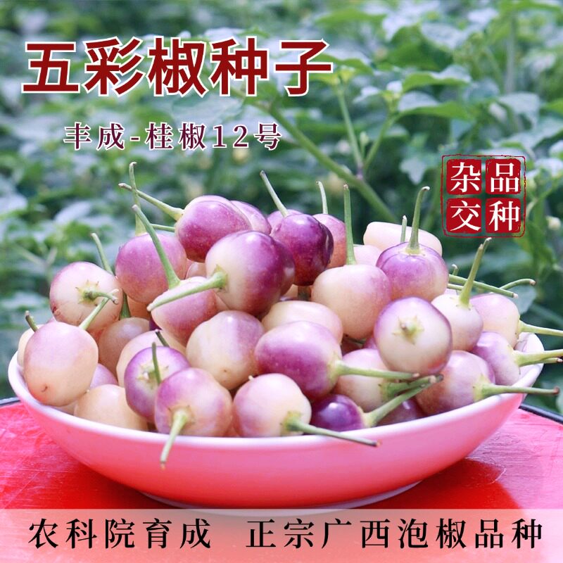 正宗广西七彩椒泡椒种子五彩辣椒种籽四季小灯笼椒种彩椒蔬菜种孑