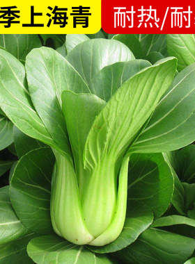 正宗上海青种子小青菜四季油菜籽种蔬菜种籽孑南方全矮脚黑叶苏州