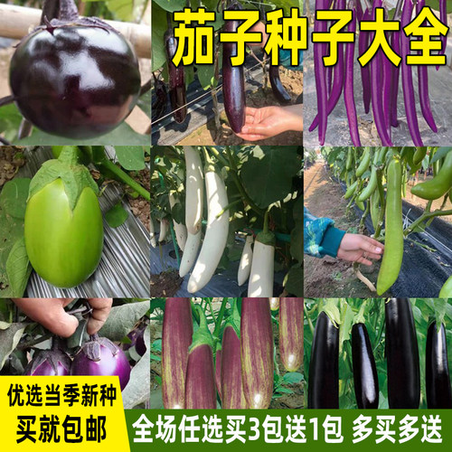 茄子大全春秋季种植盆栽蔬菜种子