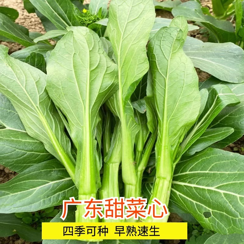 广东四季四九菜心种子种籽孑菜苔甜菜心菜种盆栽秋季菜籽
