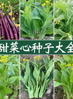 广东甜菜心种子四季油菜心青菜籽耐热大田农家阳台盆栽蔬菜种孑子