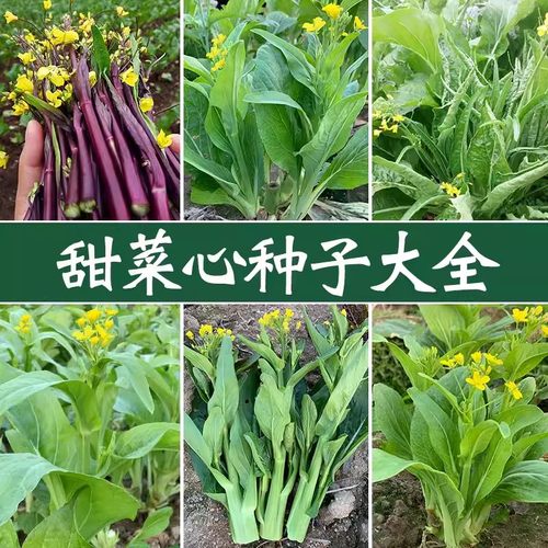 广东甜菜心种子大全四季可种