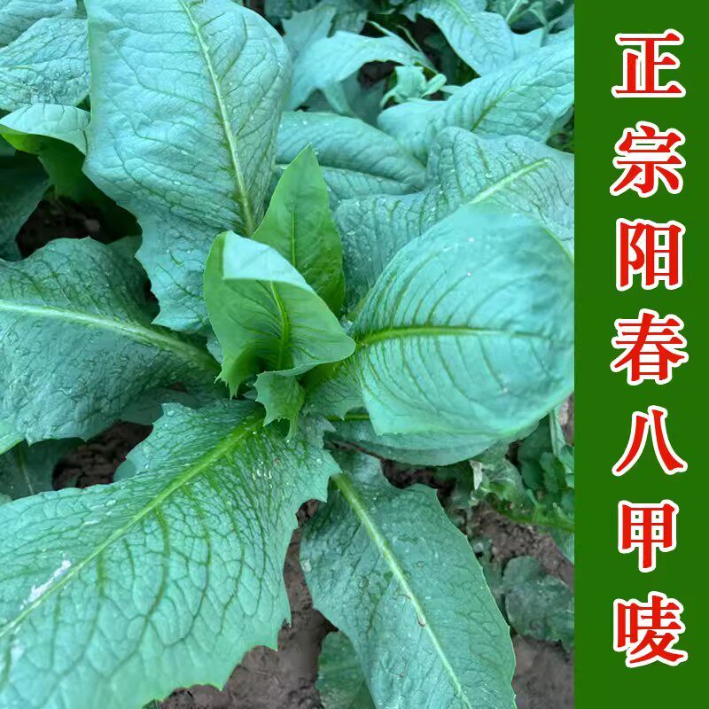 正宗八甲唛菜种籽甜麦菜种子苦麦菜种四季青菜籽种苦麻菜蔬菜种孑