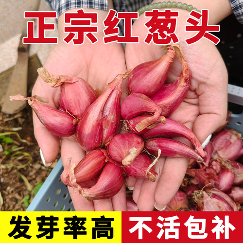 正宗葱头种子阳台盆栽