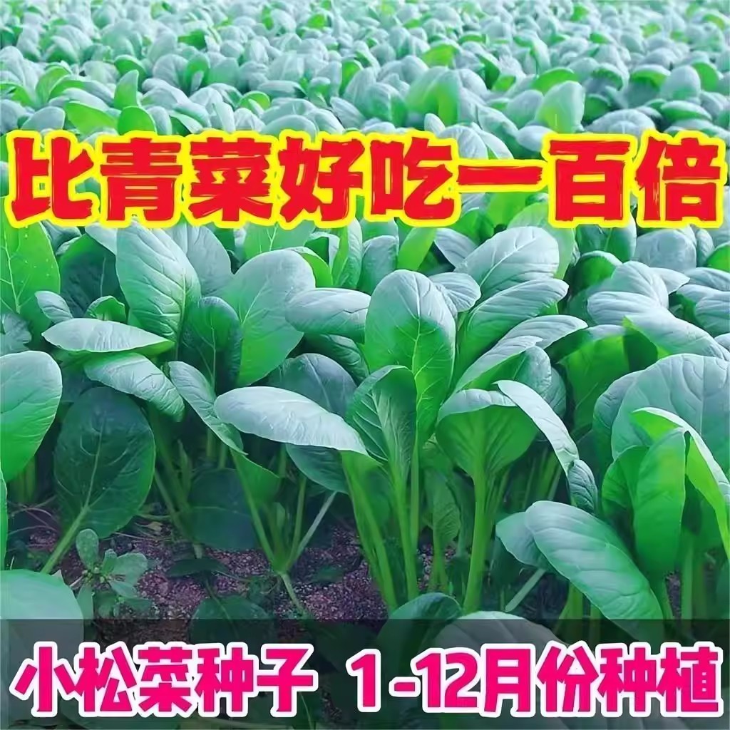 小松菜籽四季耐热速生耐寒青梗菜图片