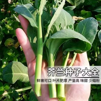 芥蓝种籽大全广东芥蓝四季种植