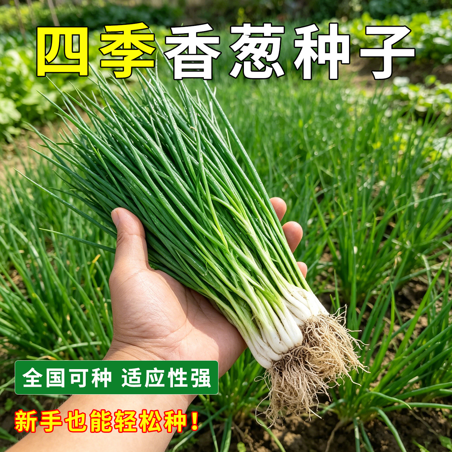 四季小香葱种子庭院阳台盆栽小葱种籽蔬菜种子四季播易种农家菜园
