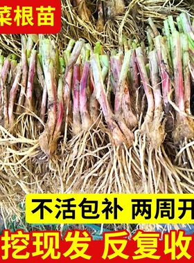 韭菜根苗紫根红根阳台盆栽