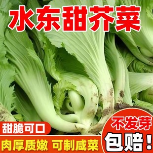 水东甜芥菜种子包心芥广东酸菜青菜耐热大田农家高产四季蔬菜种孑